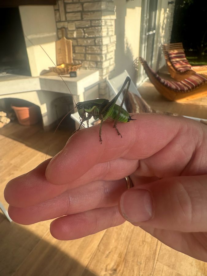 Während seines Urlaubs in Kroatien freundeten sich Leon Schubert aus Erwitte und diese Heuschrecke ein paar Sekunden lang an.