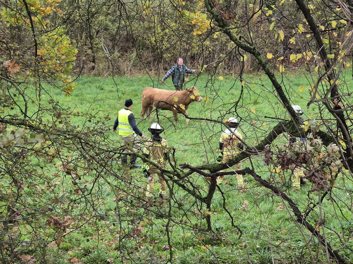 Eine Rinderherde hat am Wochenende die Gemeinde Anröchte unsicher gemacht: Die ausgebüxten Tiere rannten quer durch den Ort - Polizei und Feuerwehr waren fast den ganzen Tag im Einsatz. Foto: Feuerwehr Anröchte