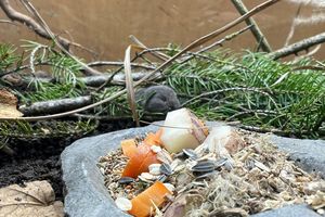 Die Geburt des Jungtiers feiert der Tierpark als Zuchterfolg. - Foto: Tierpark Hellabrunn/dpa
