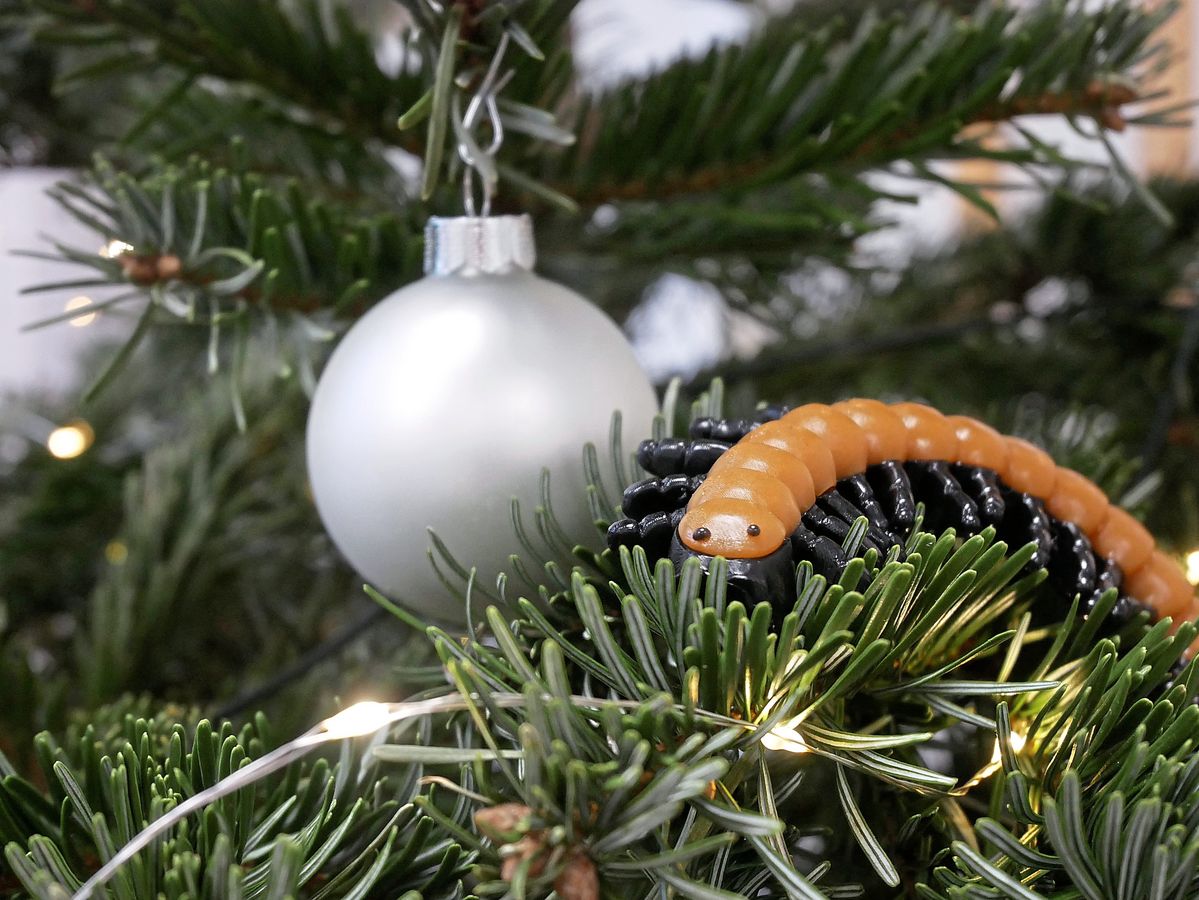 Große Insekten wie dieser Gummi-Tausendfüßler sitzen eher selten im Weihnachtsbaum, dafür aber rund 25 000 kleinere Krabbeltiere. Foto: Bsdurek