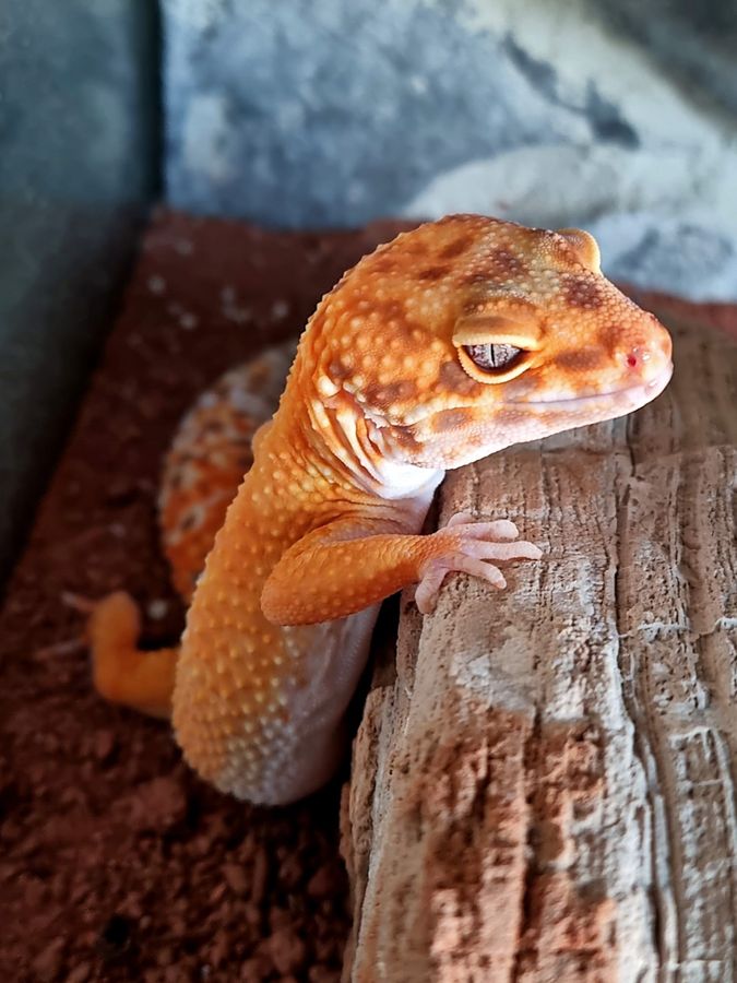 Leopardengeckos fühlen sich samtig an. Foto: Passler