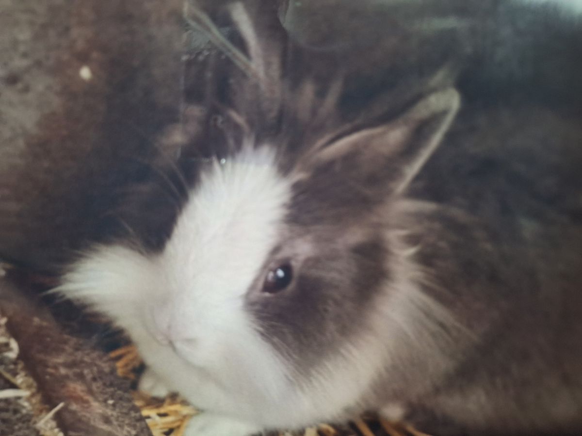 Kaninchen brauchen Auslauf und gute Pflege. Foto: Feck