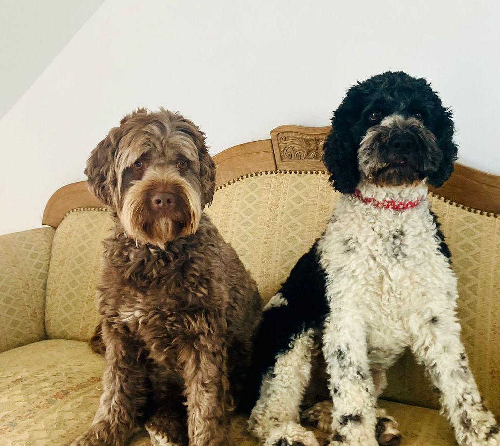 Loki und Baldur auf ihrem Hundesofa. Foto: Leopold