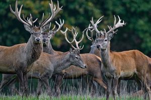 Der Rothirsch ist zum Tier des Jahres 2026 gewählt worden. (Archivbild) - Foto: Patrick Pleul/dpa/ZB