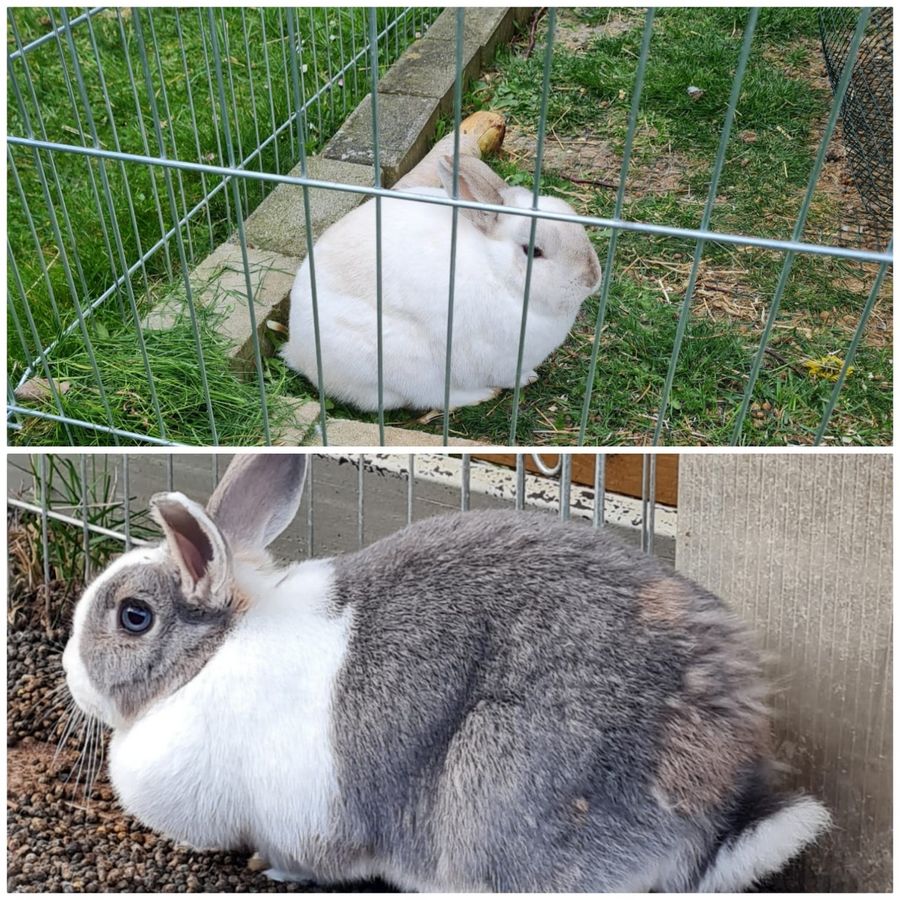 Emmys Kaninchen sind glücklich. Foto: Okel