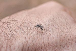 Chikungunyafieber kann durch Mückenstiche ausgelöst werden. (Symbolbild) - Foto: Marcelo Camargo/Agencia Brazil/dpa