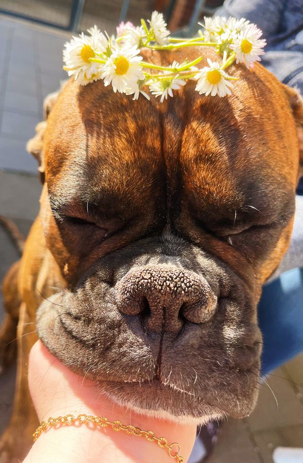 So macht man das im Sommer: Ein Kränzchen aus Gänseblümchen stellt der vierjährige Boxerrüde Cosmo von den Fleischers aus Lippstadt hier zur Schau. Seine Mimik verbirgt, was er davon hält.