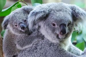 Inala - Acht Monate altes Koala-Baby frisch getauft - Foto: Jan Woitas/dpa