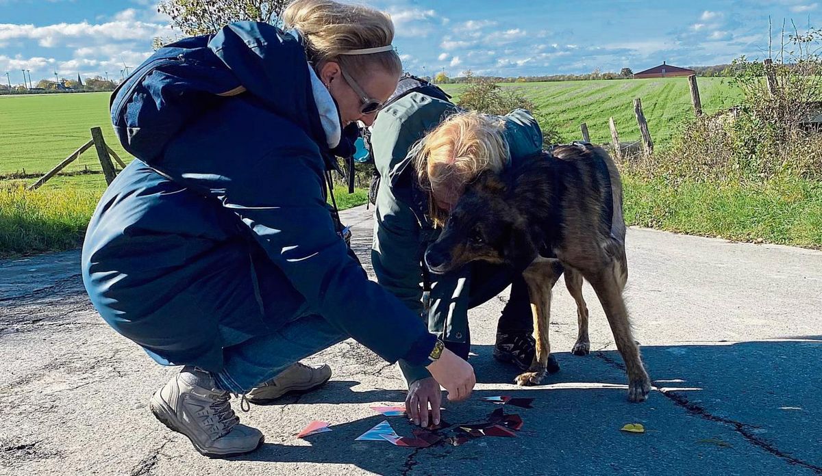 Obwohl sie erst sehr aufgeregt sind, helfen die Hunde fleißig dabei, die spielerisch versteckten Hinweise zu erschnüffeln. So lösen die Teams schließlich den Fall ihrer Krimi-Wanderung. Fotos: Nicola Gerwin