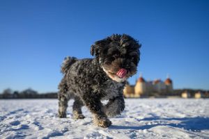 Hündin Rosi rennt über den zugefrorenen Teich von Schloss Moritzburg. - Foto: Robert Michael/dpa