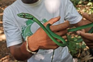 Ein Principe-Smaragdnatter - Foto: Patricia Guedes/Universität Oxford/dpa