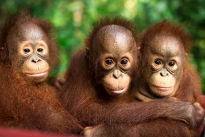 Auch jeder Einzelne kann einiges tun, um Orang-Utans zu schützen. - Foto: Jayaprakash Bojan/Borneo Orangutan Survival/dpa