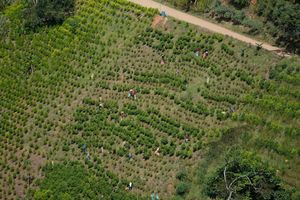 Kolumbien ist der größte Kokainproduzent der Welt. (Archivbild) - Foto: Fernando Vergara/AP