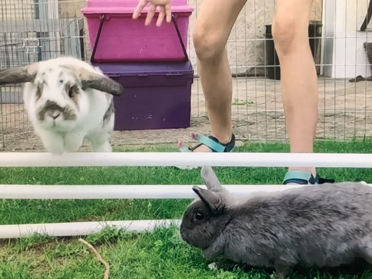 Mit dem Kaninchen über die Hindernisse. Foto: Kiontke