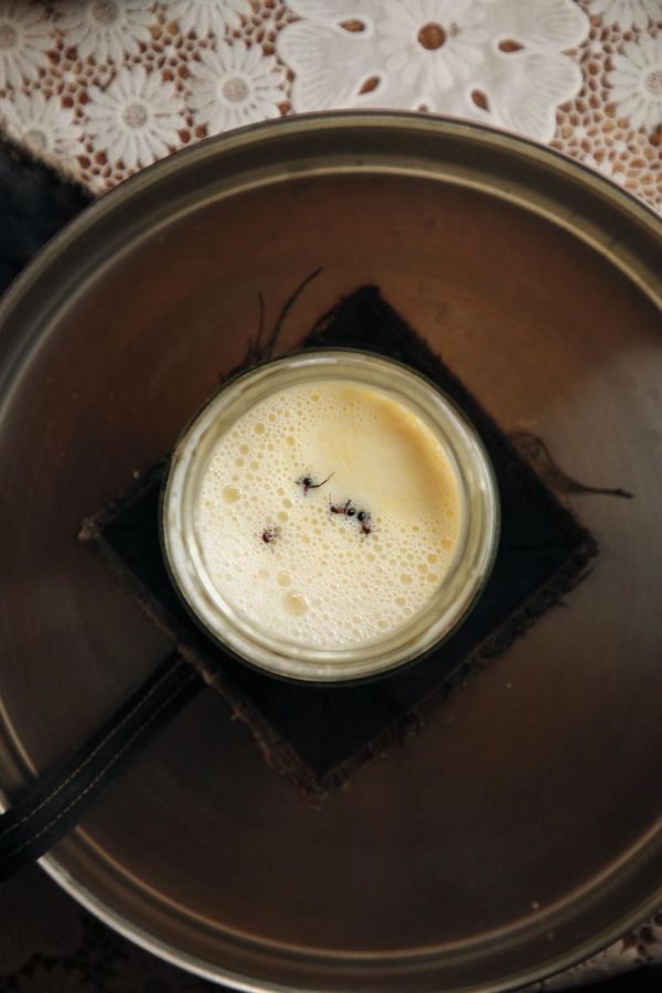 Joghurt-Rezept einmal anders: Man nehme vier Ameisen... - Foto: David Zilber/dpa