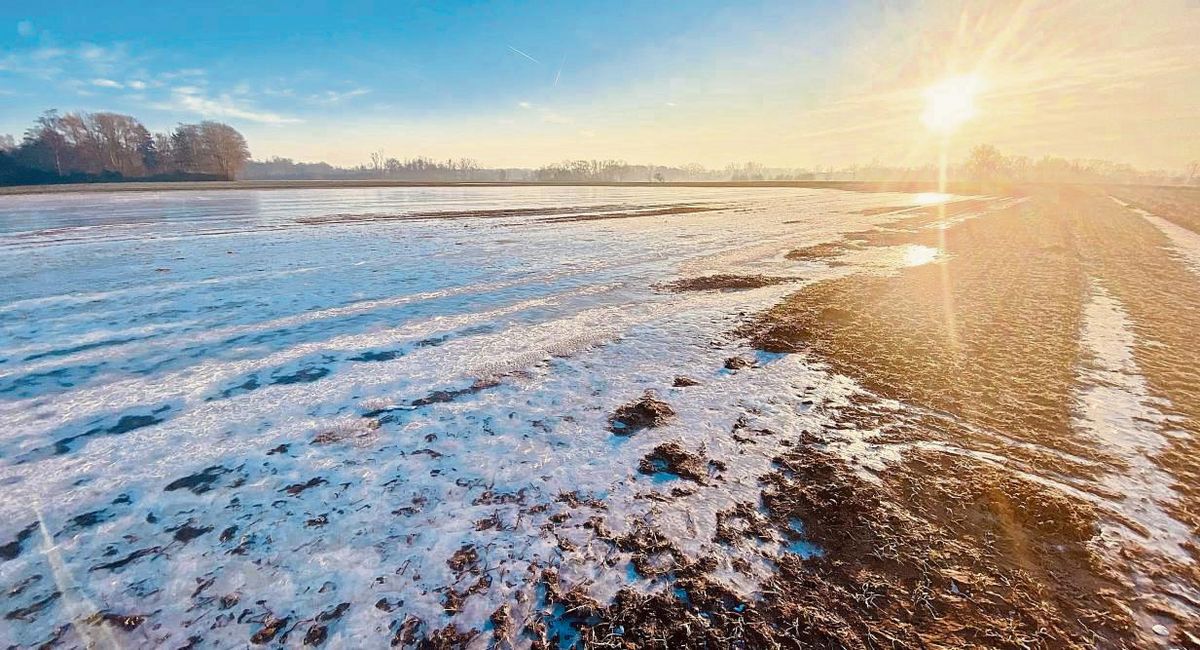Dort, wo Wassermassen tagelang auf dem Acker standen, ist das Getreide abgestorben. Der Frost hat hier weder eine positive noch negative Auswirkung. Diese Aufnahme zeigt ein Weizenfeld in der Benninghauser Heide. Foto: Vielberg