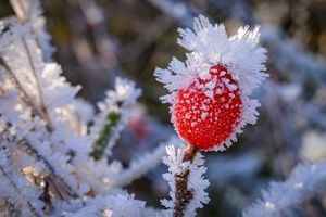 Raureif bedeckt eine Hagebutte in Brandenburg. - Foto: Patrick Pleul/dpa
