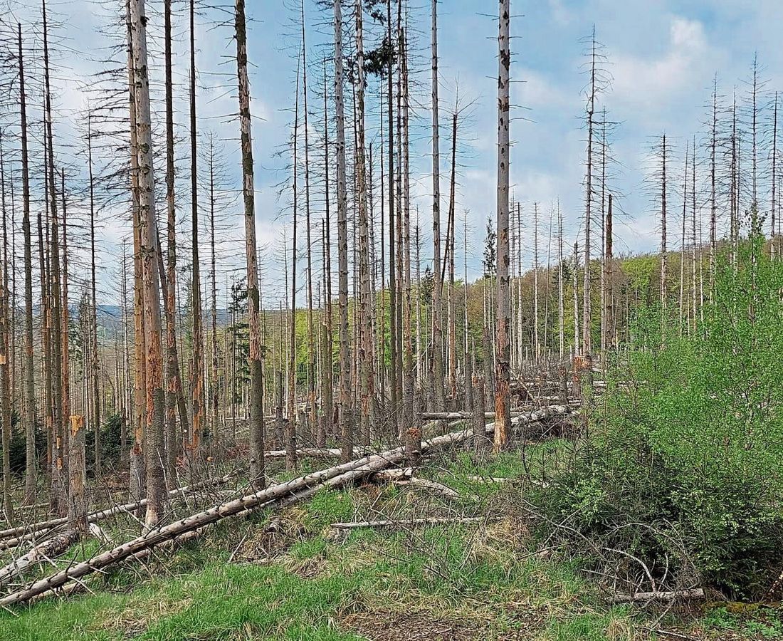 Der Wald in Südwestfalen – wie hier am Möhnesee – ist massiv geschädigt. Jetzt wird an einer innovativen Wiederbewaldungsstrategie für den Wald der Zukunft gearbeitet. Foto: Pölling (FH Südwestfalen)