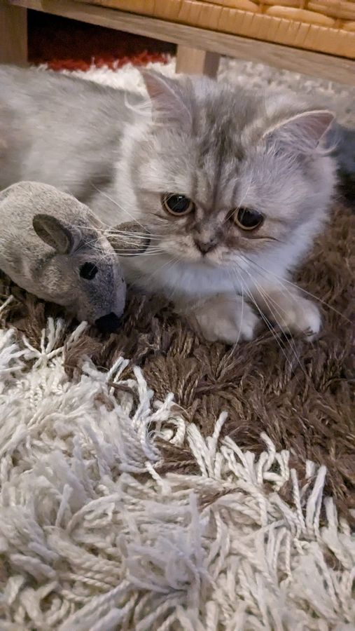Aus dem verwahrlosten Fundtier ist eine wunderschöne Katze geworden. Fotos: Matilda und Milena