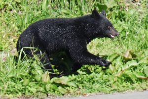 Immer mehr Menschen werden in Japan von Bären angegriffen. (Archivbild) - Foto: Uncredited/kyodo/dpa