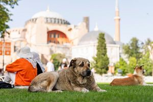 Straßenhunde in Istanbul sollen künftig nicht mehr gefüttert werden dürfen. (Archivbild) - Foto: Francisco Seco/AP/dpa