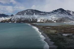 Seit 2022 grassiert die größte je dokumentierte Vogelgrippewelle. - Foto: ---/British Antarctic Survey/dpa
