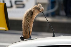 Der Fuchsschanz war für viele Fahrer des Opel Manta unverzichtbar. - Foto: Thomas Frey/dpa