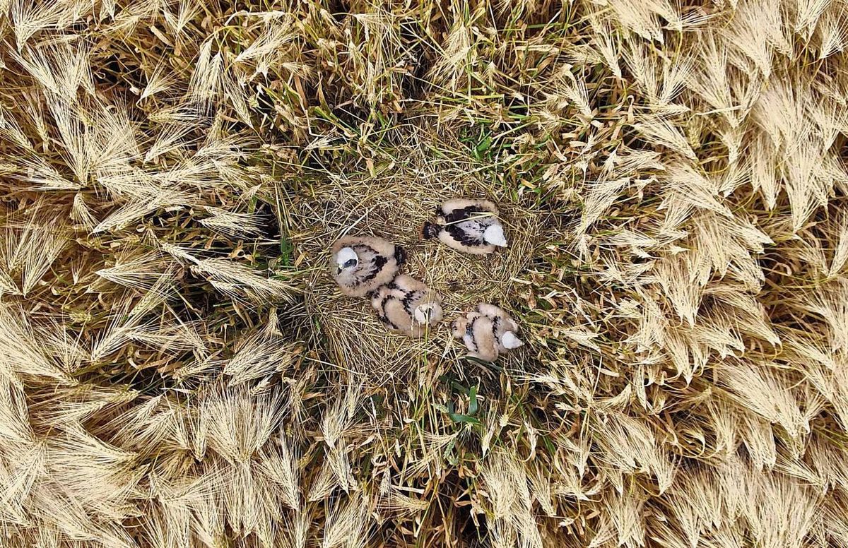 Zahlreiche Weihen-Nester hat die Abu schon ausfindig gemacht, wie hier auf dem Haarstrang. Foto: Hundorf (Abu)