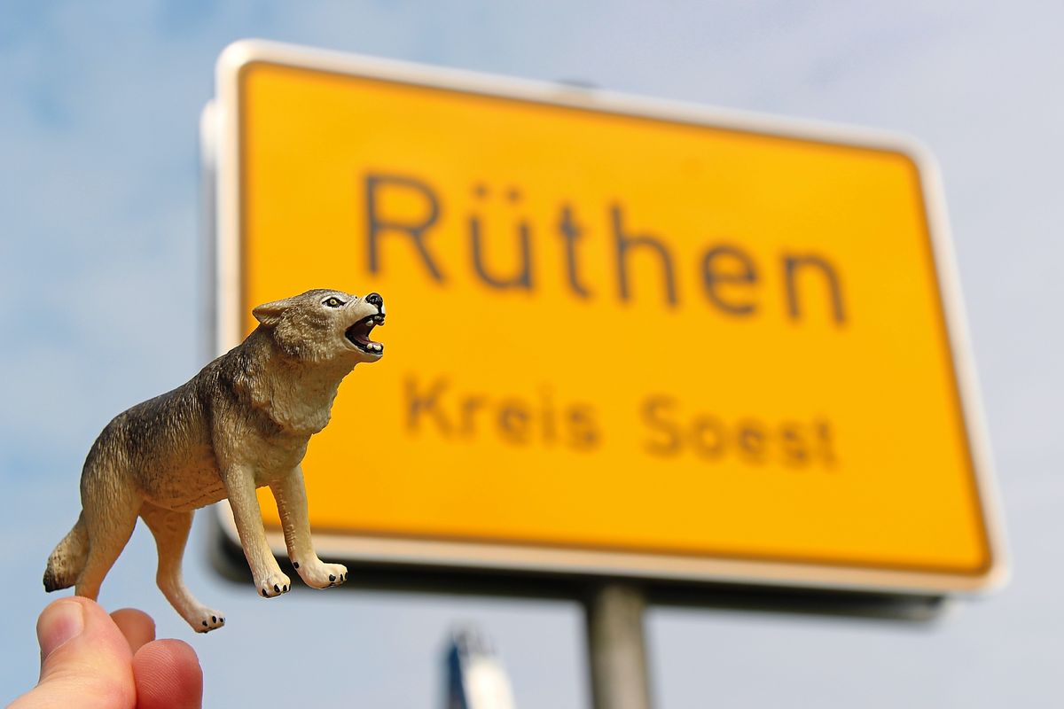 Ein Wolf wurde auch schon im Rüthener Raum gesichtet. Foto: Löseke