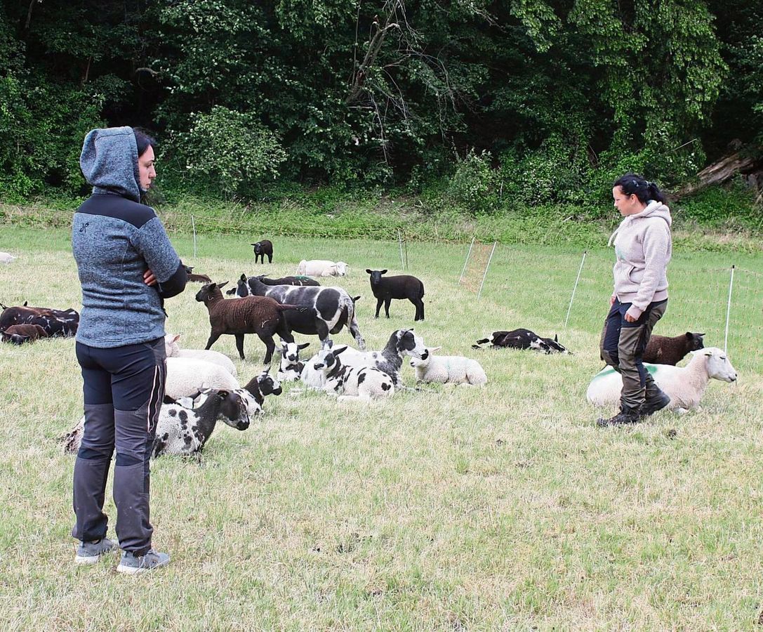 Schlimmer Anblick für die Schäferinnen: Am Tag des Angriffs starben rund 20 Tiere, später immer mehr. Die besonders Betroffenen wurden mit grüner Farbe markiert. Archivfoto: Dormels