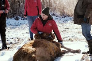 Nach etwa einem halben Jahr ist die Kuh Arielle eingefangen worden. (Handout) - Foto: Gut Aiderbichl/dpa