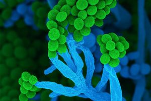 Penicillium bedeutet auf Lateinisch «kleiner Pinsel», weil die Zellketten mit Sporen am Ende so ähnlich aussehen (Handout) - Foto: Ulrich Kück/ Birgit Hoff/Vereinigung für Allgemeine und Angewandte Mikrobiologie/dpa