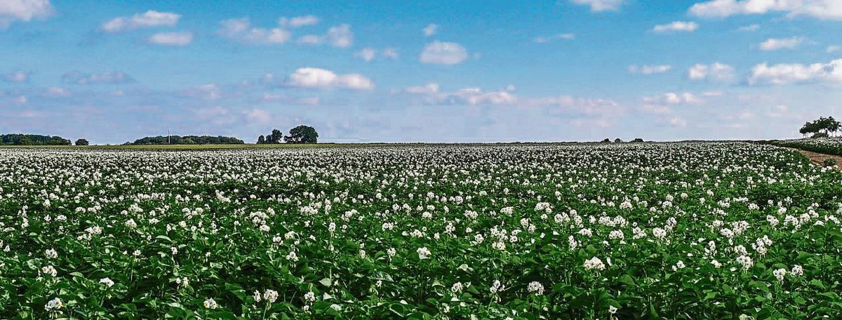 Ende Juni stand das Kartoffellaub in der Börde vielfach prächtig auf den Feldern. Die Bauern bauen in diesem Jahr deutlich mehr Kartoffeln an als sonst. Fotos: Fischer