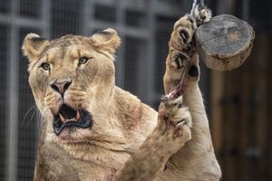 Der Eindringling kletterte rund sechs Meter über eine Mauer und an einen Baum in das Gehege hinunter. (Symbolbild) - Foto: Ben Birchall/PA Wire/dpa