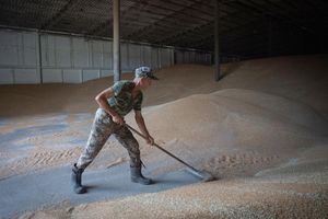 Die Einfuhr von Weizen aus der Ukraine bleibt zunächst zollfrei. - Foto: Efrem Lukatsky/AP