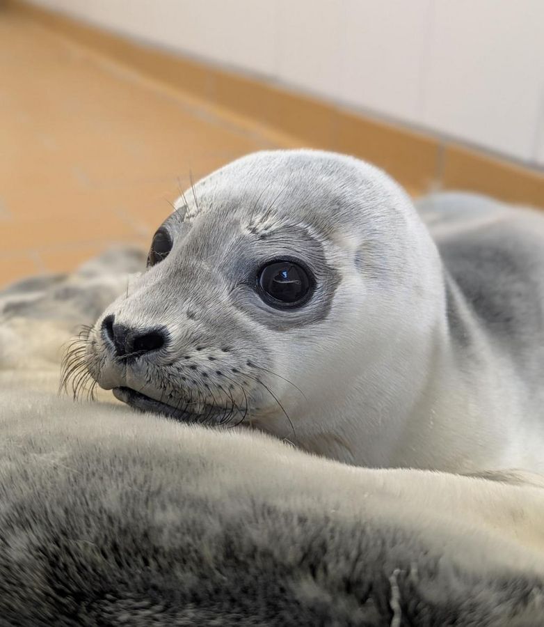 Die Seehundstation kümmert sich jedes Jahr um mehr als 150 kranke, mutterlose oder verletzte Seehunde. - Foto: Seehundstation Norddeich/dpa