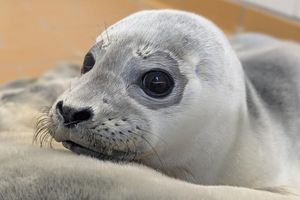 Die Seehundstation kümmert sich jedes Jahr um mehr als 150 kranke, mutterlose oder verletzte Seehunde. - Foto: Seehundstation Norddeich/dpa