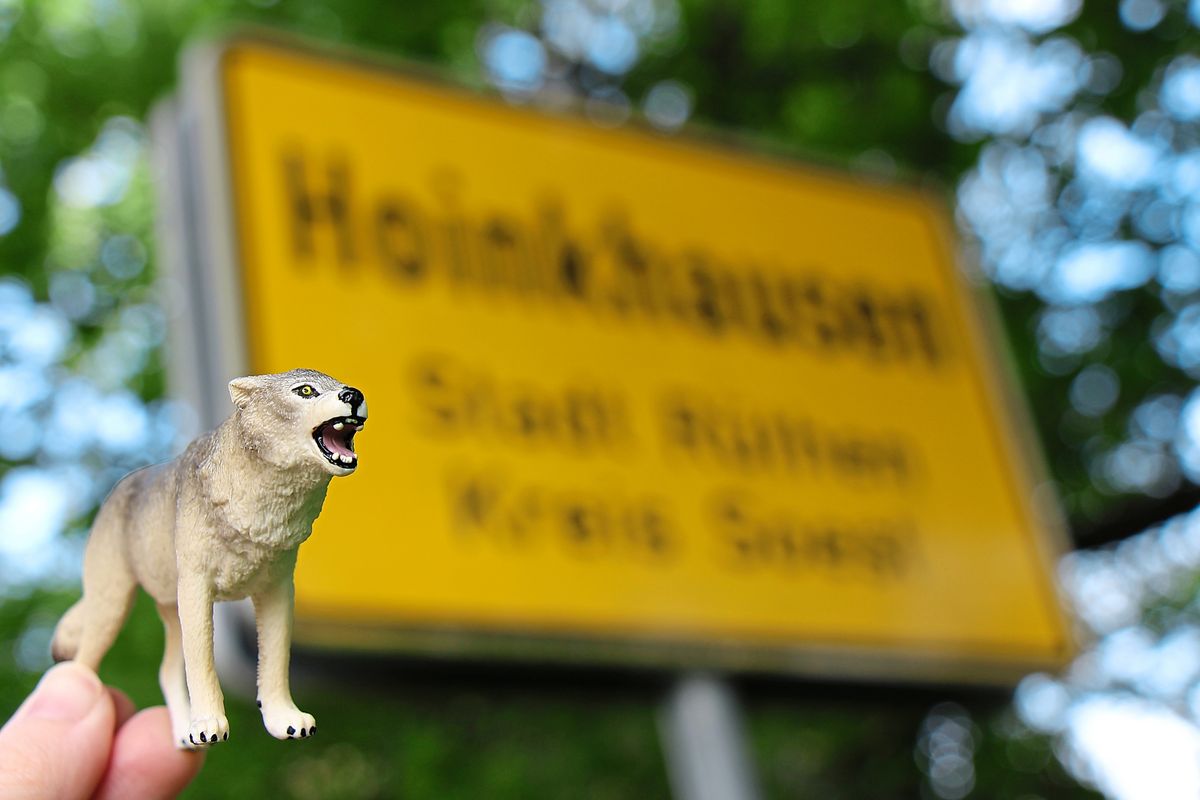 Tatverdächtig: der Wolf. Doch die genetische Aufklärung lässt auf sich warten. Wir haben nachgefragt, was genau so lange dauert. Foto: Löseke