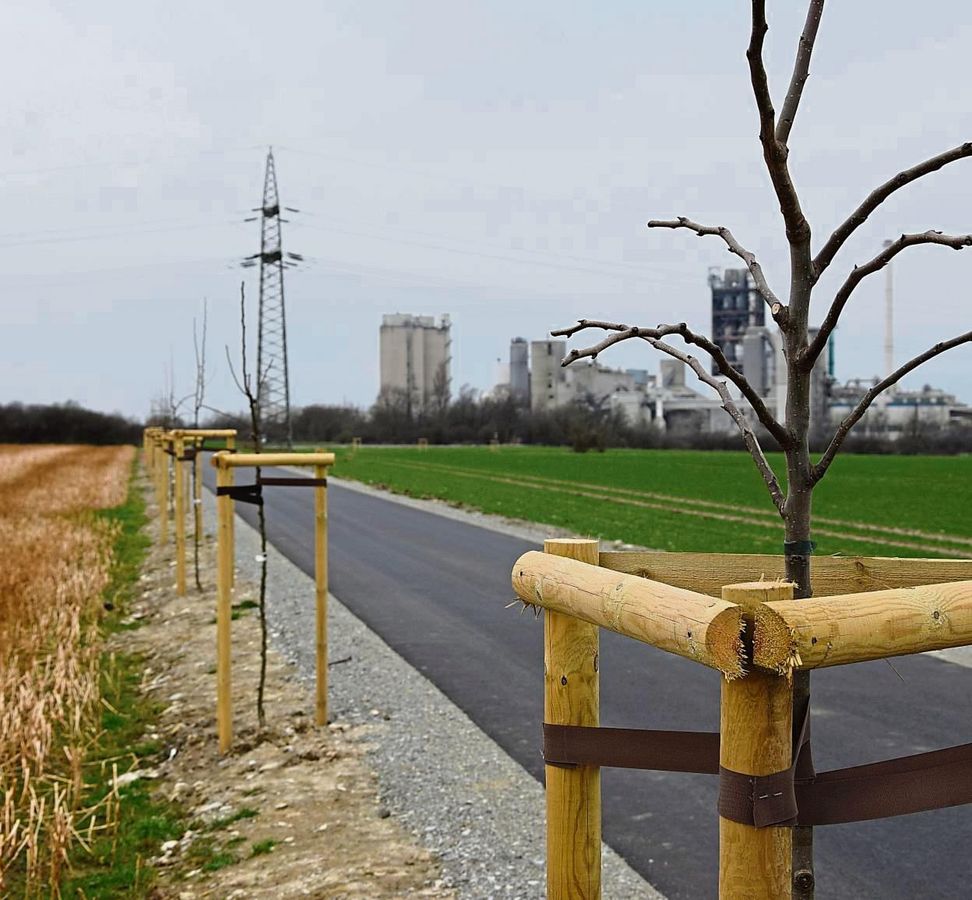 Neue Bäume am Elsinger Weg hat die Verwaltung als Ausgleichsmaßnahme für die Erneuerung des Weges gepflanzt. Den Landwirten fehlte allerdings eine Absprache zu den Standorten. Foto: Kossack