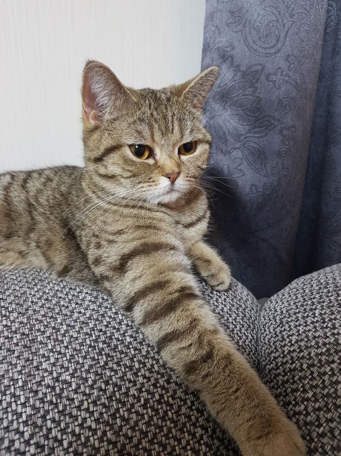 Die süße Molly kuschelt sehr gern. Foto: Knak