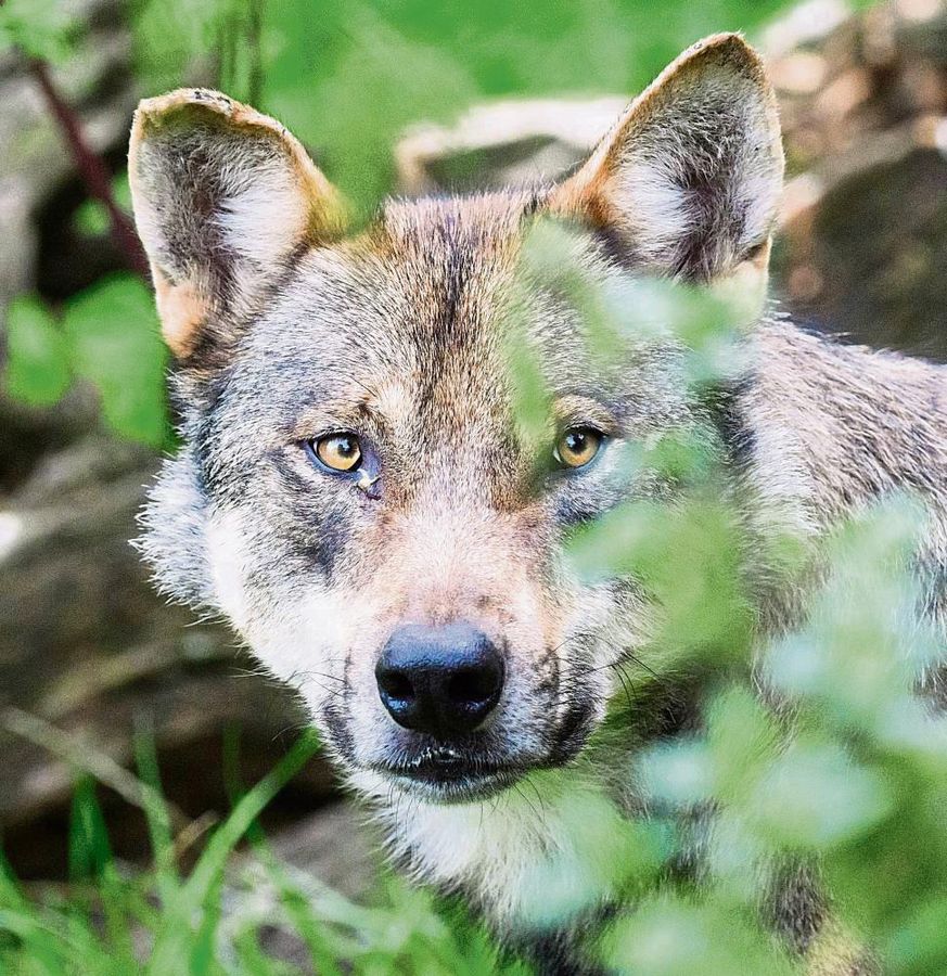 In Sachen Wolf will der Kreis Soest am Ball bleiben. Im Fachausschuss wurde die Verwaltung aufgefordert, Druck auf das Land auszuüben. Foto: Julian Stratenschulte (dpa)