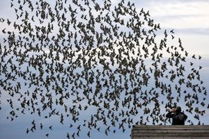 Die meisten Menschen halten sich an die Regeln in Naturschutzgebieten und fotografieren Tiere nur von Wegen und Aussichtspunkten aus. - Foto: Thomas Warnack/dpa