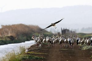 Südlich von Madrid sind rund 400 an der Vogelgrippe verendete Weißstörche geborgen worden. - Foto: J. J. Guillen/epa/dpa