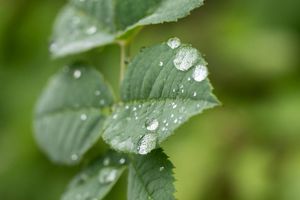 Durch den Regen treiben viele Bäume nun kräftig neue Blätter aus (Archivbild). - Foto: Silas Stein/dpa