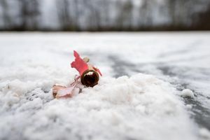  Im Dezember waren sich die Innenminister von Bund und Ländern bei einem Treffen in Bremen nicht einig über ein Böllerverbot geworden. (Archivfoto) - Foto: Pia Bayer/dpa