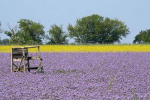 Thron im Blütenmeer: Eine Ansitz für die Jagd steht in einem Feld mit blühender Phacelia und mit Ackersenf im Leipziger Land in Sachsen. - Foto: Sebastian Willnow/dpa