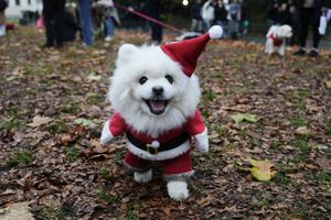 Ein Hund nimmt an der Weihnachtspulli-Parade von «Rescue Dogs of London and Friends» teil. - Foto: Jeff Moore/PA Wire/dpa