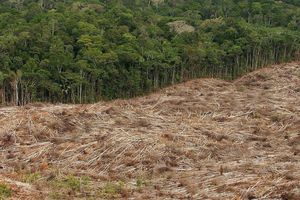 Abholzung des Regenwalds im Amazonasgebiet in Brasilien. - Foto: Marcelo Sayao/epa efe/dpa