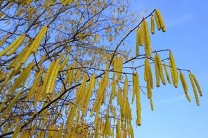 Pollen sind die häufigsten Auslöser allergischer Atemwegserkrankungen. - Foto: Patrick Pleul/dpa