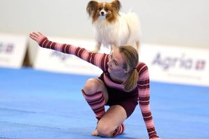 Zum Repertoire gehören zahlreiche Kunststücke. - Foto: Bernd Thissen/dpa